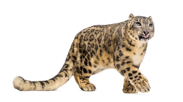 Sneeuwluipaard, Panthera uncia, ook bekend als de ounce — Stockfoto