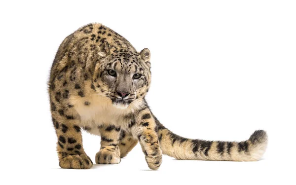 Kar leoparı, Panthera uncia, namı diğer ons — Stok fotoğraf