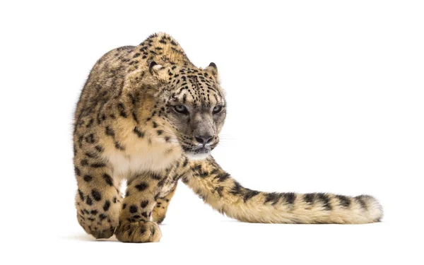 Snö leopard, Panthera uncia, även känd som uns — Stockfoto