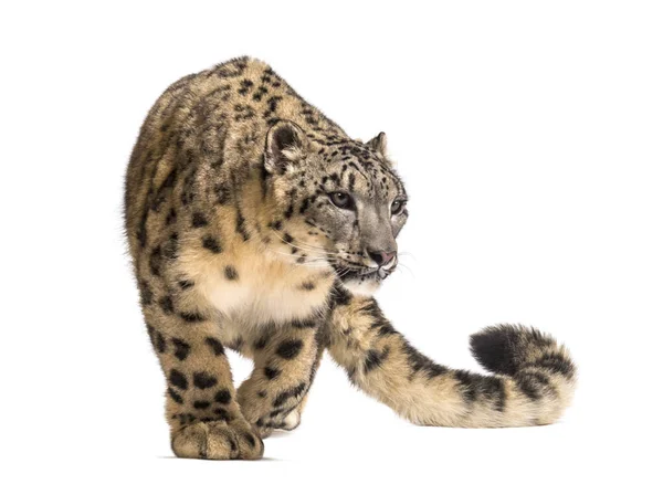 Leopardo de la nieve, Panthera uncia, también conocido como la onza — Foto de Stock