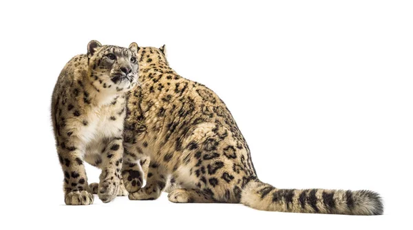 Leopardo de la nieve, Panthera uncia, también conocido como la onza —  Fotos de Stock