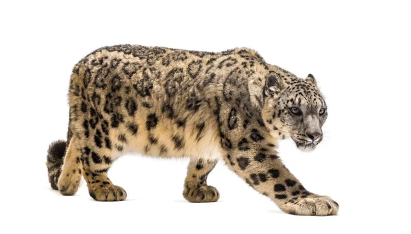 Снежный барс, Panthera uncia, также известный как унция — стоковое фото