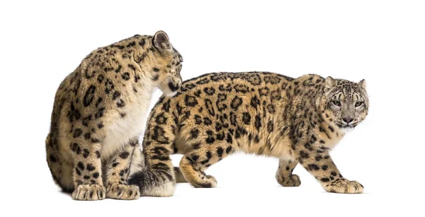 Snow leopard, Panthera uncia, also known as the ounce — Stock Photo, Image