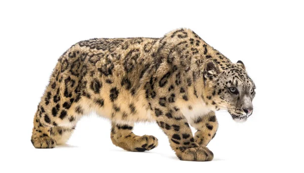 Schneeleopard, Panthera uncia, auch als Unze bekannt — Stockfoto