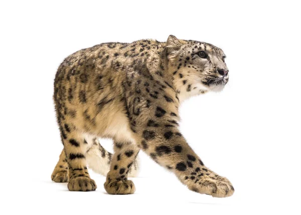 Χιονάτη λεοπάρδαλη, Panthera uncia, επίσης γνωστή ως η ουγγιά — Φωτογραφία Αρχείου