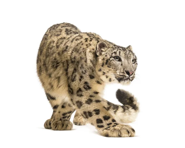 Leopardo de la nieve, Panthera uncia, también conocido como la onza — Foto de Stock