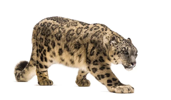 Kar leoparı, Panthera uncia, namı diğer ons — Stok fotoğraf