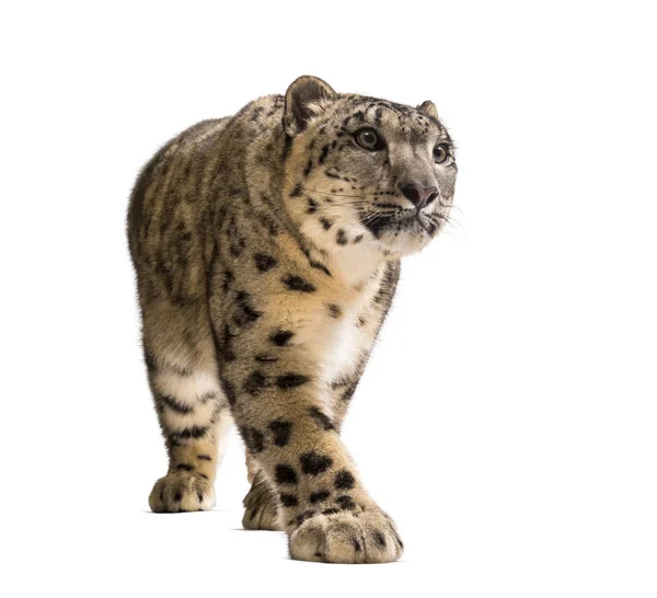 Léopard des neiges, Panthera uncia, également connu sous le nom d'once — Photo