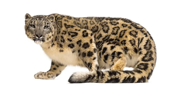Hóleopárd, Panthera uncia, más néven uncia — Stock Fotó