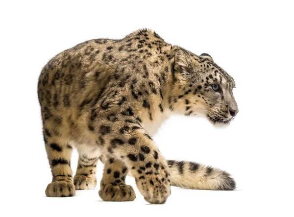 Schneeleopard, Panthera uncia, auch als Unze bekannt — Stockfoto