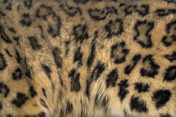 Leopardo de la nieve, Panthera uncia, también conocido como la onza —  Fotos de Stock