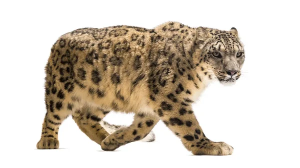 Neve leopardo, Panthera uncia, também conhecido como a onça — Fotografia de Stock