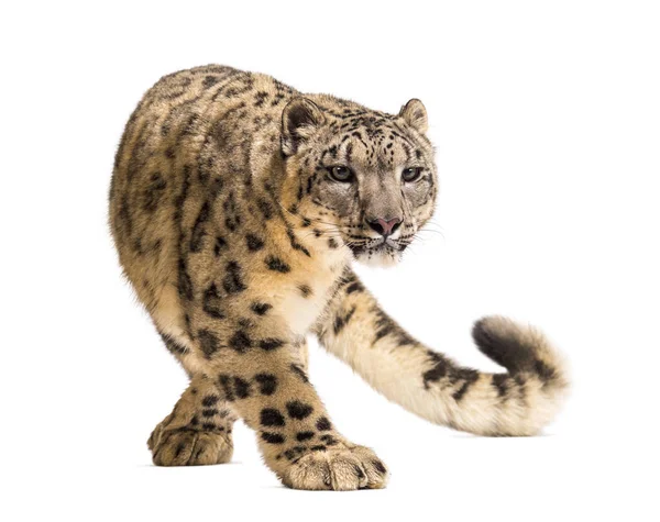 Сніговий барс (Panthera uncia), також відомий як унція. — стокове фото