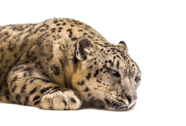 Neve leopardo, Panthera uncia, também conhecido como a onça — Fotografia de Stock