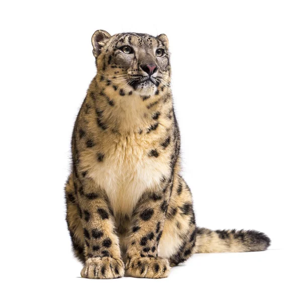 Snow leopard, Panthera uncia, also known as the ounce — Stock Photo, Image