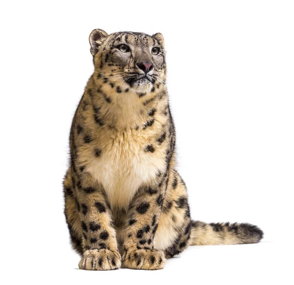 Leopardo de la nieve, Panthera uncia, también conocido como la onza —  Fotos de Stock