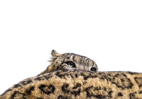 Leopardo de la nieve, Panthera uncia, también conocido como la onza — Foto de Stock