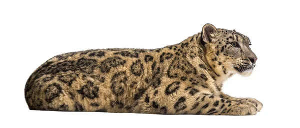 Neve leopardo, Panthera uncia, também conhecido como a onça — Fotografia de Stock