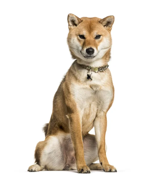 Shiba inu trägt einen Kragen, sitzt auf weißem Hintergrund — Stockfoto