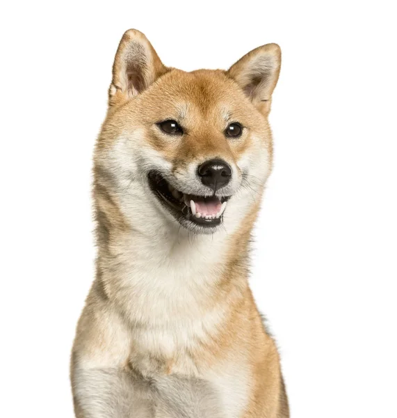 Close-up of Shiba Inu, in front of white background — стокове фото