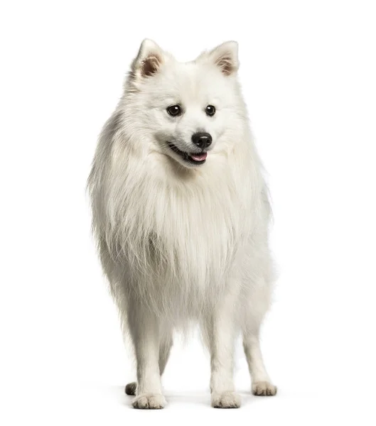 Japanese Spitz sitting against white background — Stock Photo, Image