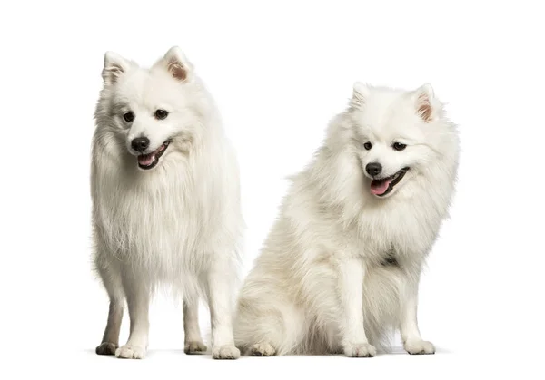 Japonés Spitz sentado sobre fondo blanco — Foto de Stock