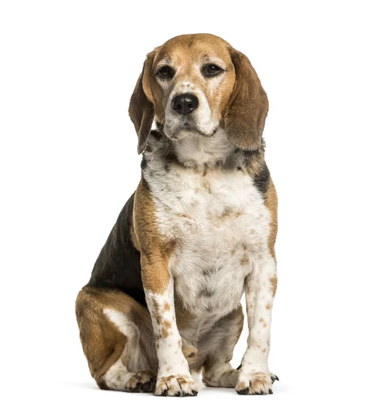Beagle siedzi na białym tle — Zdjęcie stockowe