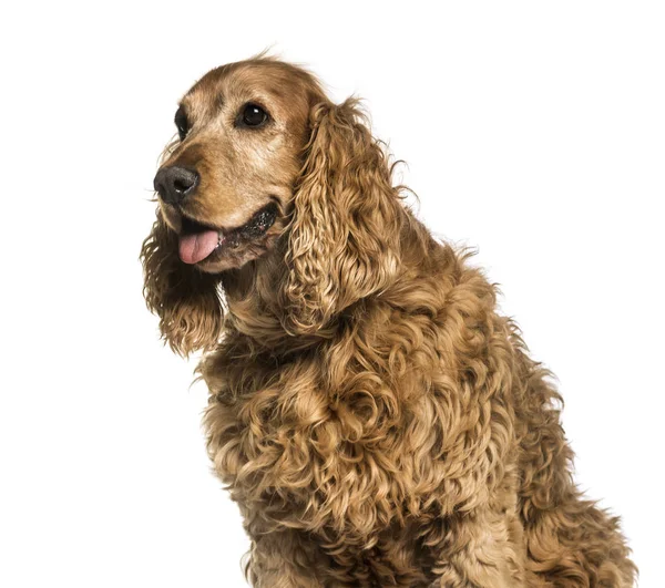 Alter englischer Cockerspaniel, 10 Jahre alt sitzend — Stockfoto