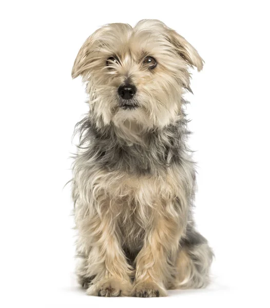 Cão misto sentado contra fundo branco — Fotografia de Stock