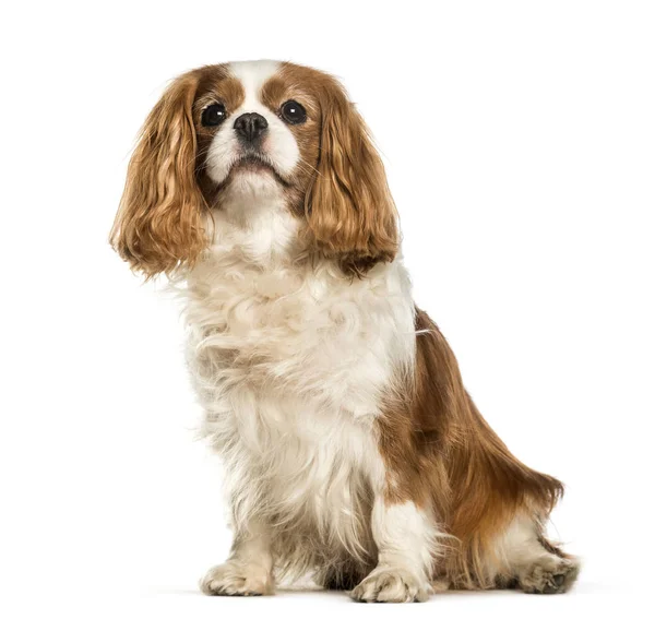 Cavalier King Charles Spaniel zitten tegen de witte achtergrond — Stockfoto