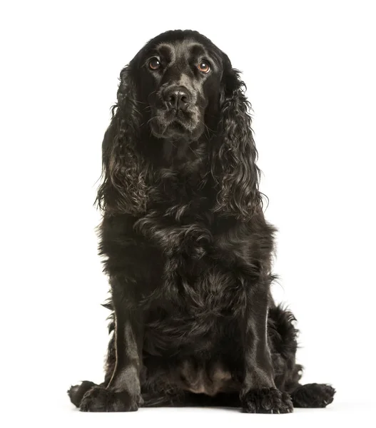 Cocker Spaniels sentado contra fundo branco — Fotografia de Stock