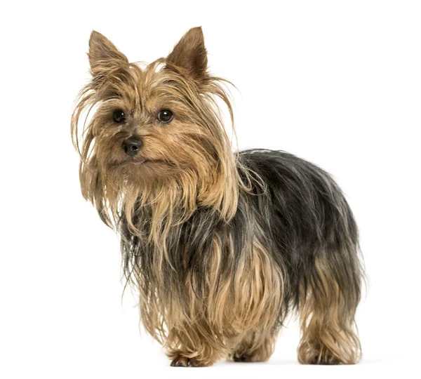Yorkshire terrier standing against white background — Stock Photo, Image