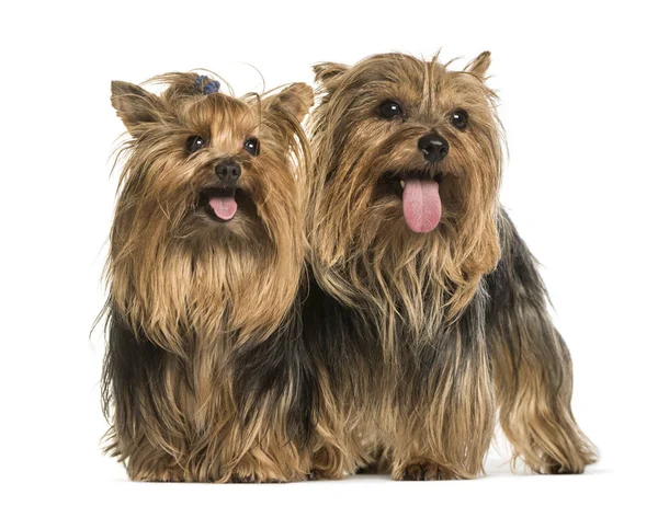 Yorkshire terriers standing against white background — Stock Photo, Image