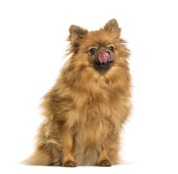 Keeshond sitting against white background — Stock Photo, Image