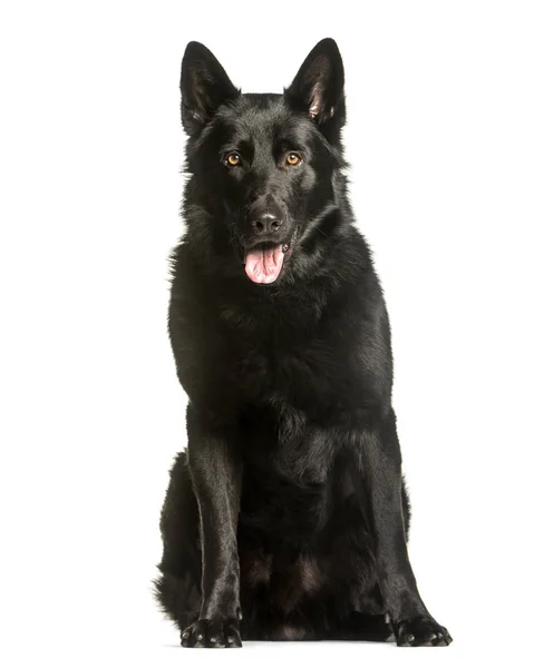 Schäferhund sitzt vor weißem Hintergrund — Stockfoto