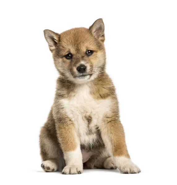 Shiba Inu cachorro, 8 semanas sentado sobre fondo blanco — Foto de Stock