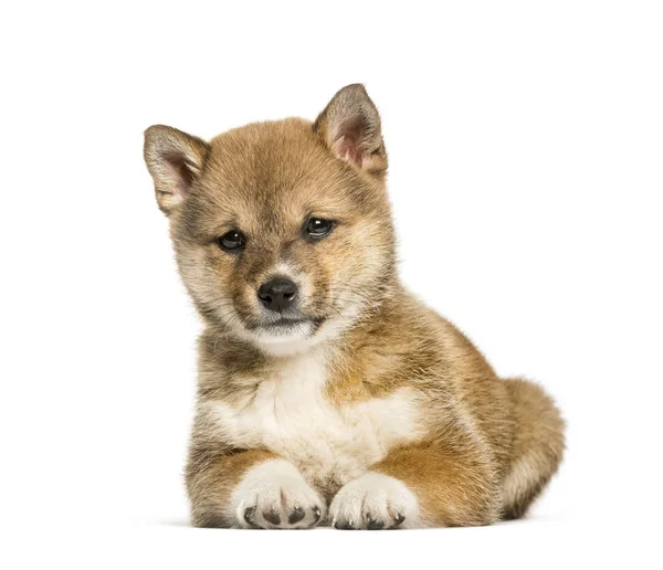 Shiba Inu yavrusu, 8 haftalık, beyaz arka planda oturuyor. — Stok fotoğraf