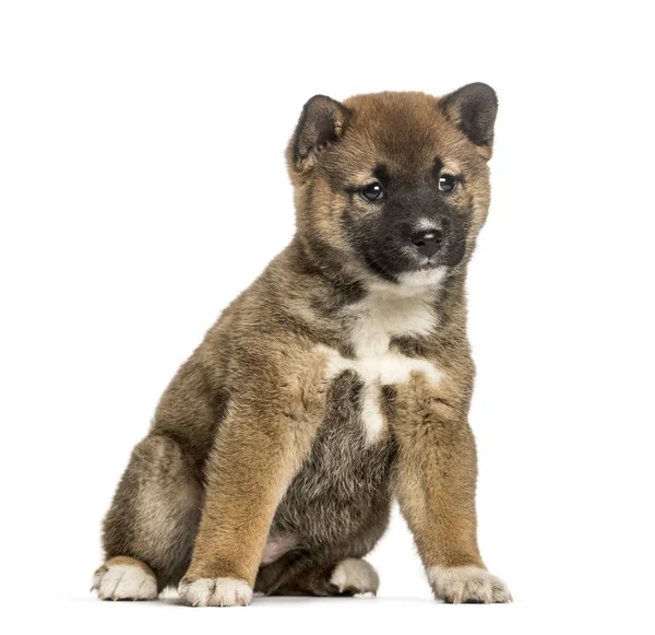 Shiba Inu puppy, 8 weeks old sitting against white background — Stock Photo, Image