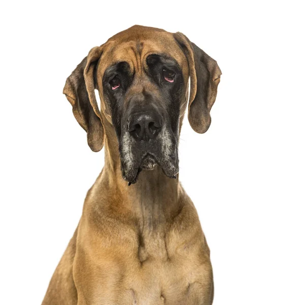 Grote dane tegen witte achtergrond — Stockfoto