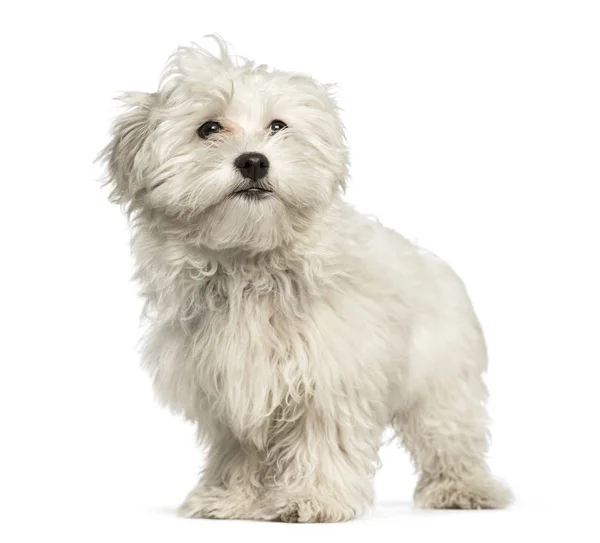 Cãozinho maltês, 4 meses, em pé contra fundo branco — Fotografia de Stock