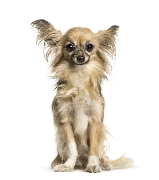 Chihuahua sentado contra fundo branco — Fotografia de Stock