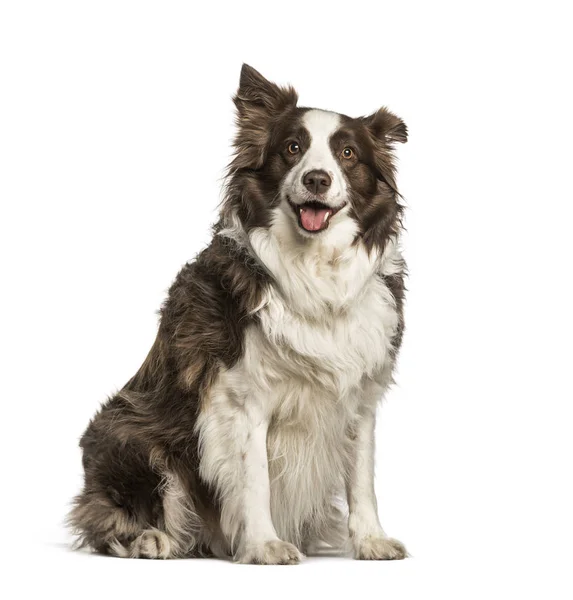 Dikke Border Collie, 6 jaar oud zittend tegen witte achtergrond — Stockfoto