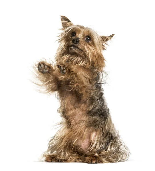 Yorkshire terrier tegen witte achtergrond — Stockfoto