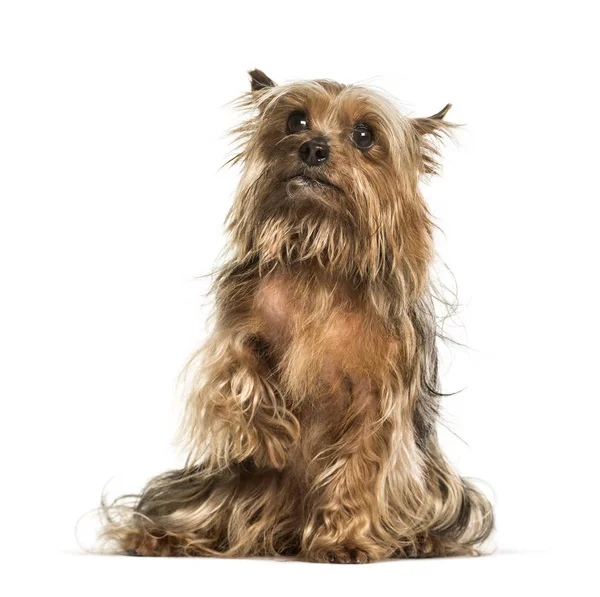 Yorkshire Terrier seduto sullo sfondo bianco — Foto Stock