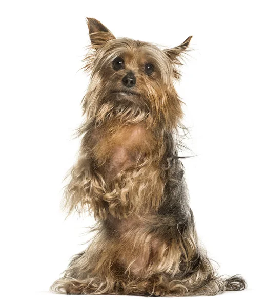 Yorkshire terrier contra fundo branco — Fotografia de Stock