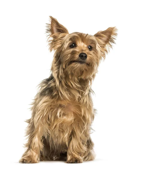 Yorkshire Terrier sitter mot vit bakgrund — Stockfoto