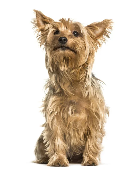 Yorkshire terrier sitting against white background — Stock Photo, Image