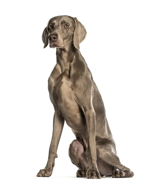 Weimaraner zittend tegen witte achtergrond — Stockfoto