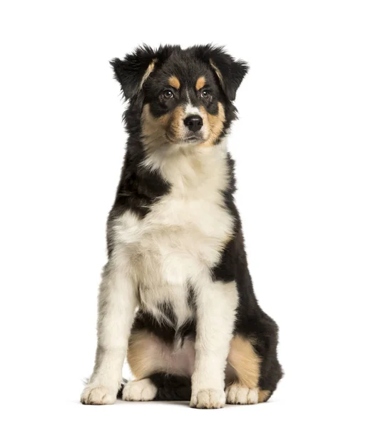 Australian Shepherd, 5 meses, sentado contra fundo branco — Fotografia de Stock