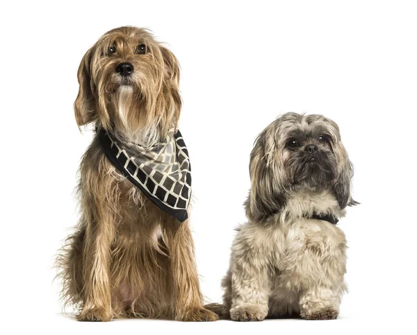 Barak eller bosniska Broken-haired Hound och Shi tzu sitter mot — Stockfoto